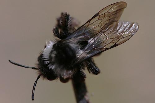 Andrena cineraria